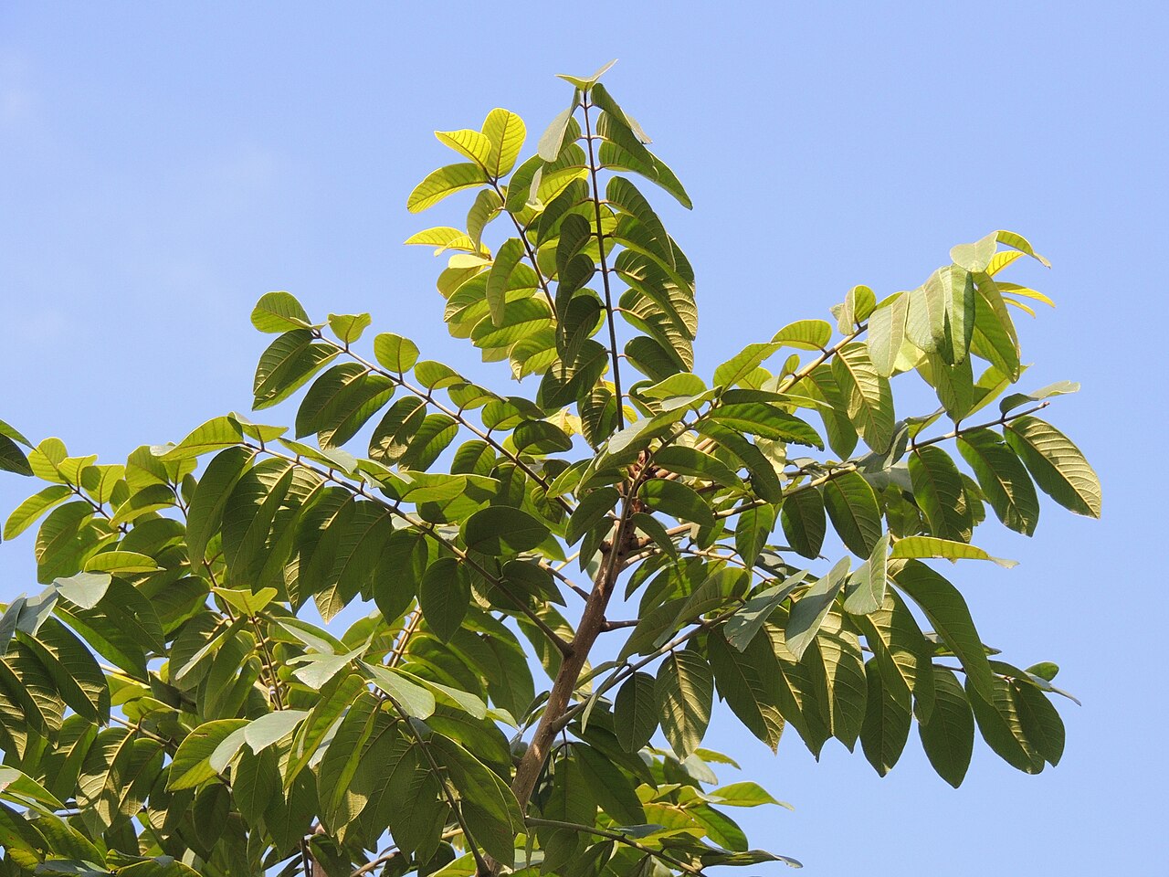 Araribá (Centrolobium tomentosum), commonly known as Brazilian zebrawood or canarywood.
